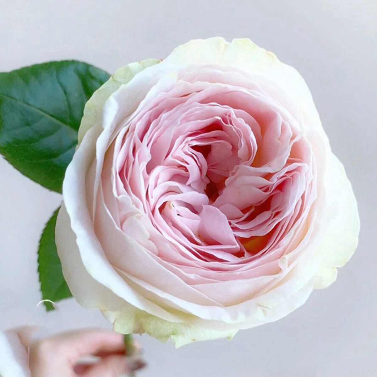 Lorena Summerhouse Dutch Florist Shrub Rose