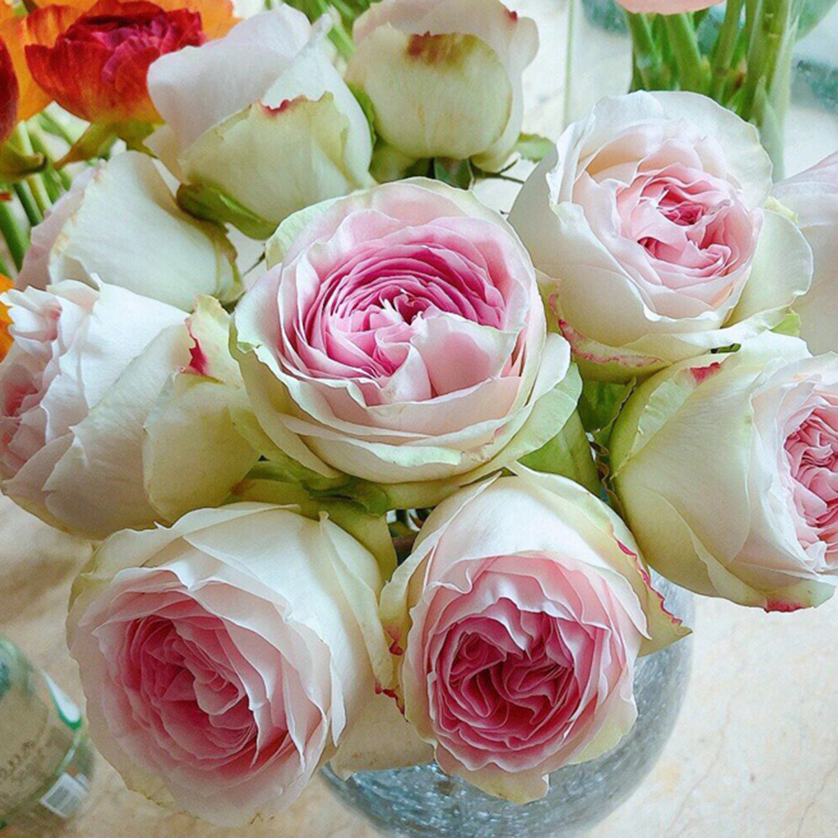 Lorena Summerhouse Dutch Florist Shrub Rose