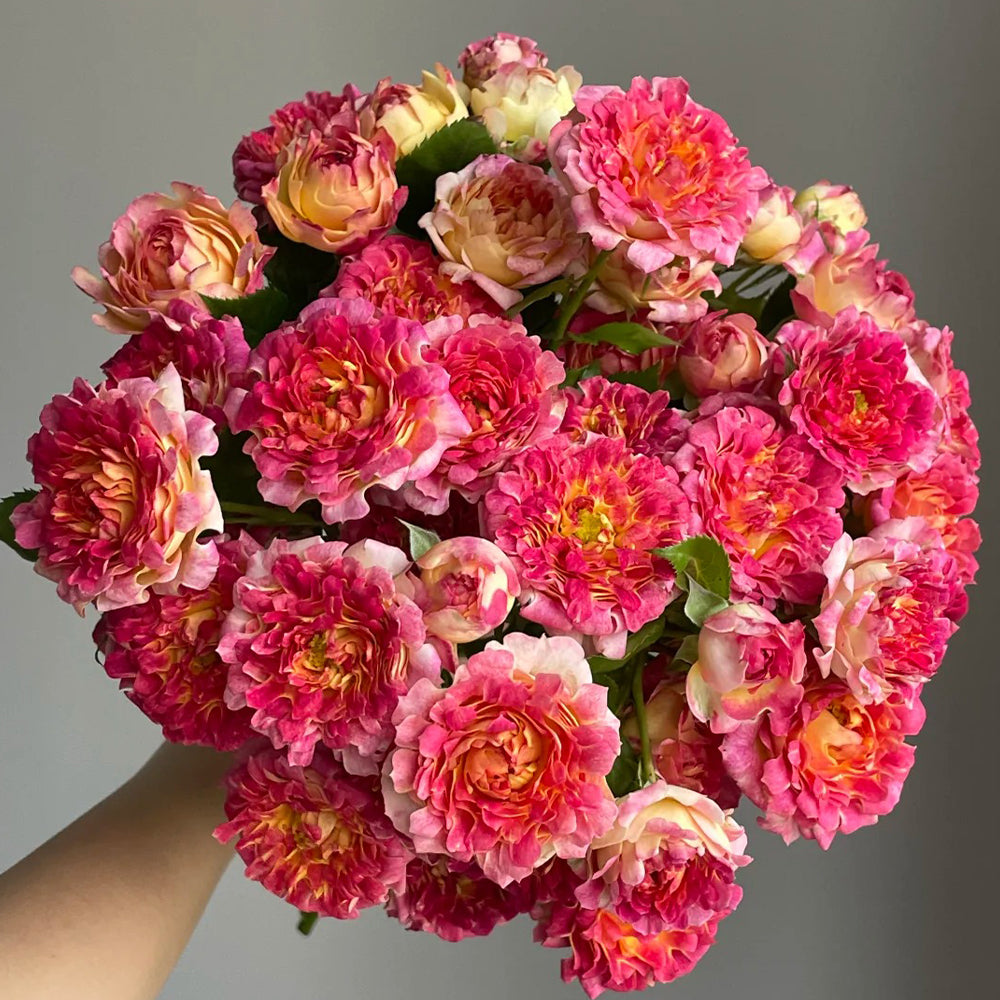 Dutch Florist Shrub Rose Inspired by Lotus