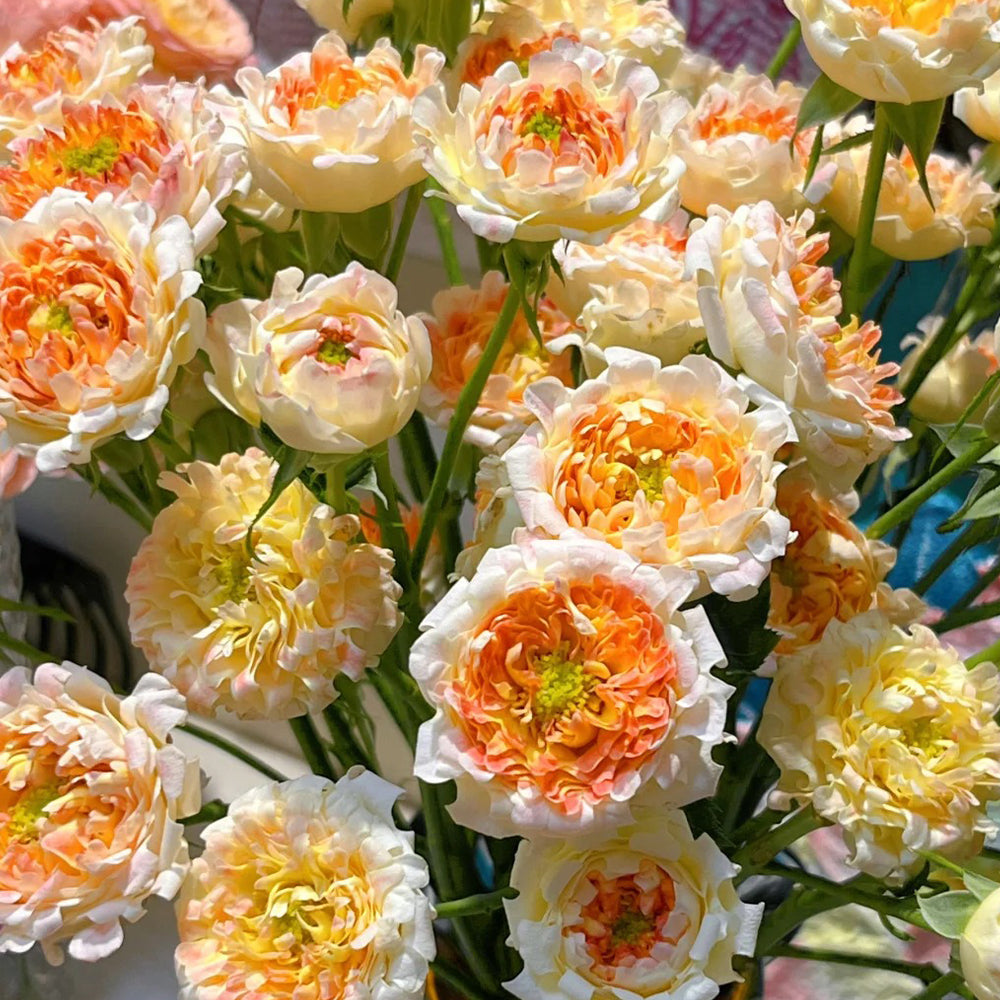 Dutch Florist Shrub Rose Inspired by Lotus