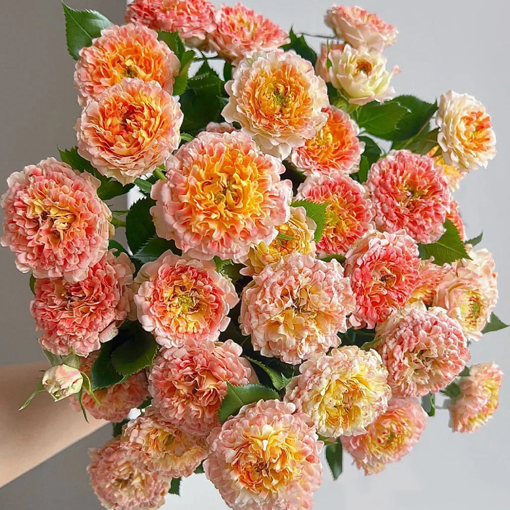 Dutch Florist Shrub Rose Inspired by Lotus