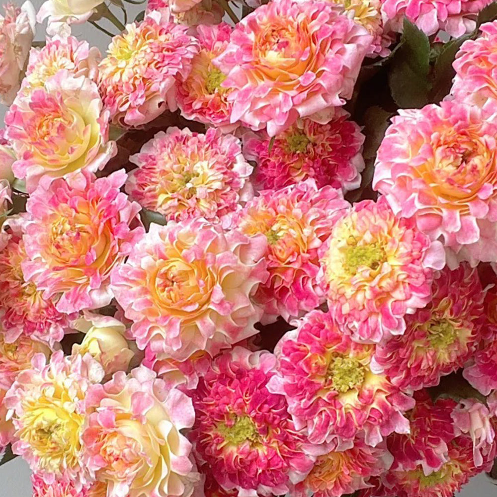 Dutch Florist Shrub Rose Inspired by Lotus