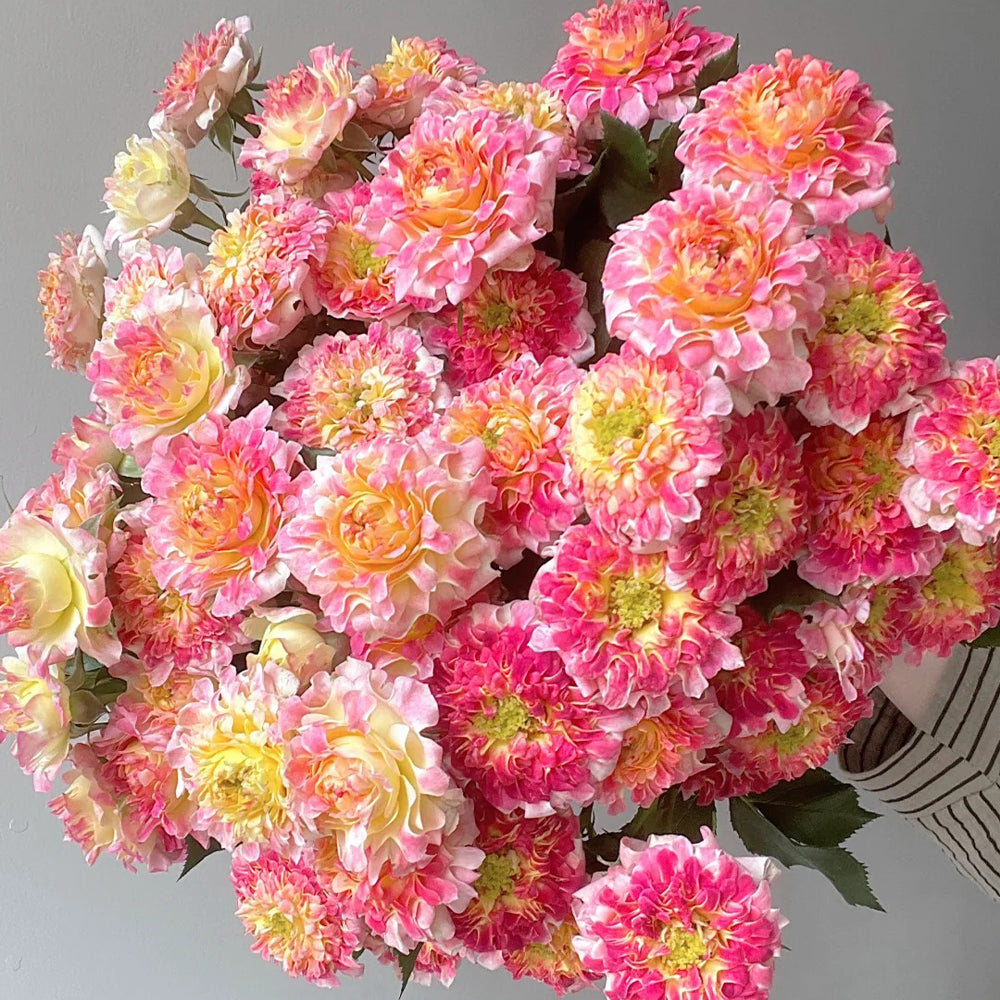 Dutch Florist Shrub Rose Inspired by Lotus