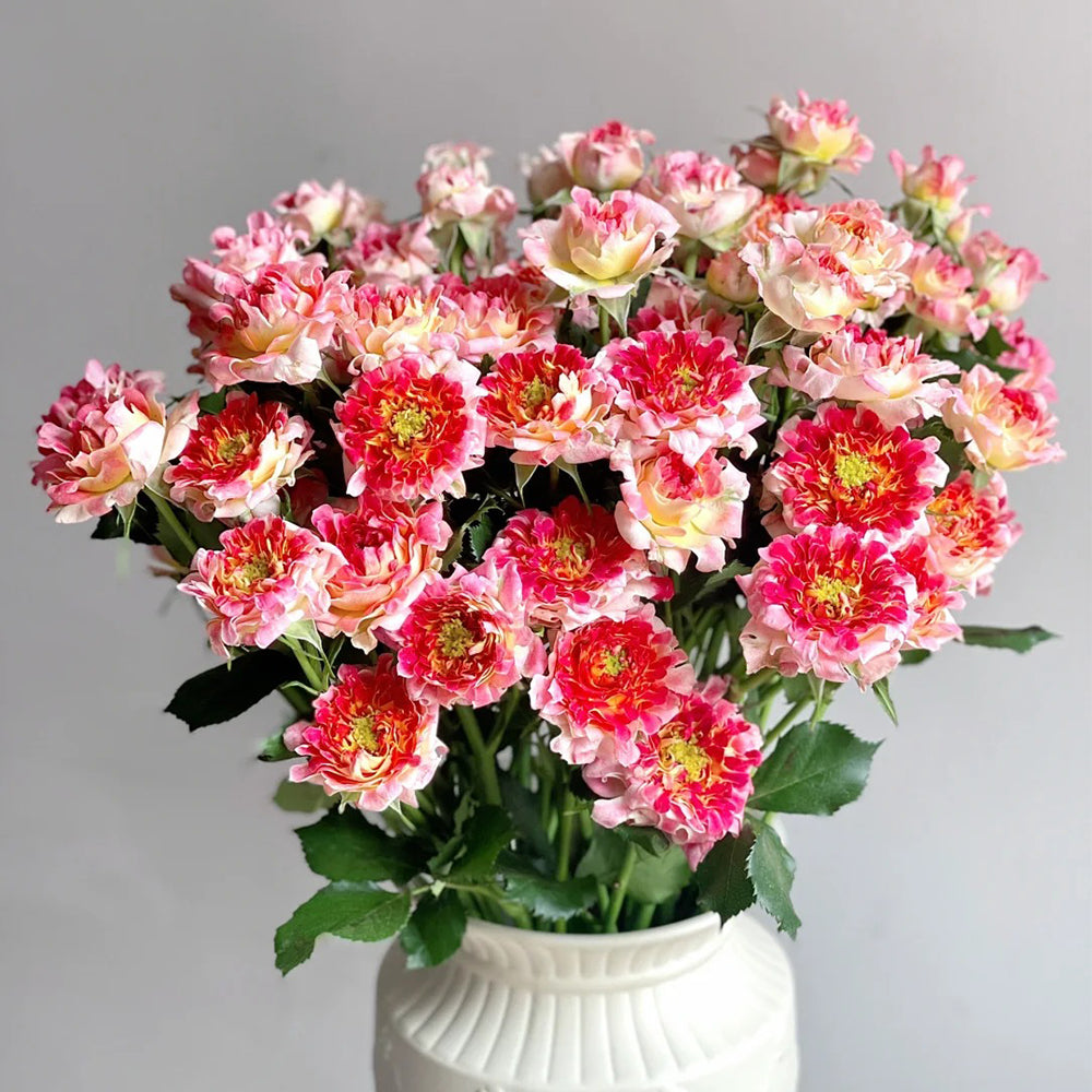 Dutch Florist Shrub Rose Inspired by Lotus