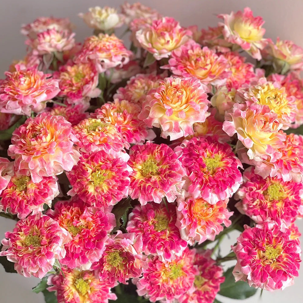 Dutch Florist Shrub Rose Inspired by Lotus