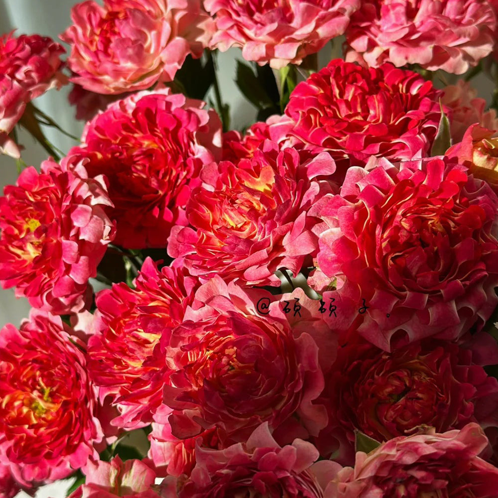 Dutch Florist Shrub Rose Inspired by Lotus