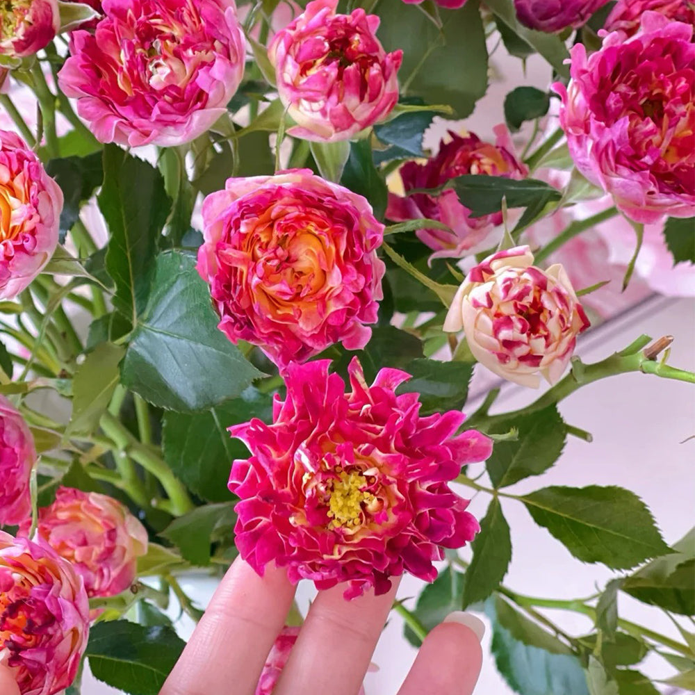 Dutch Florist Shrub Rose Inspired by Lotus