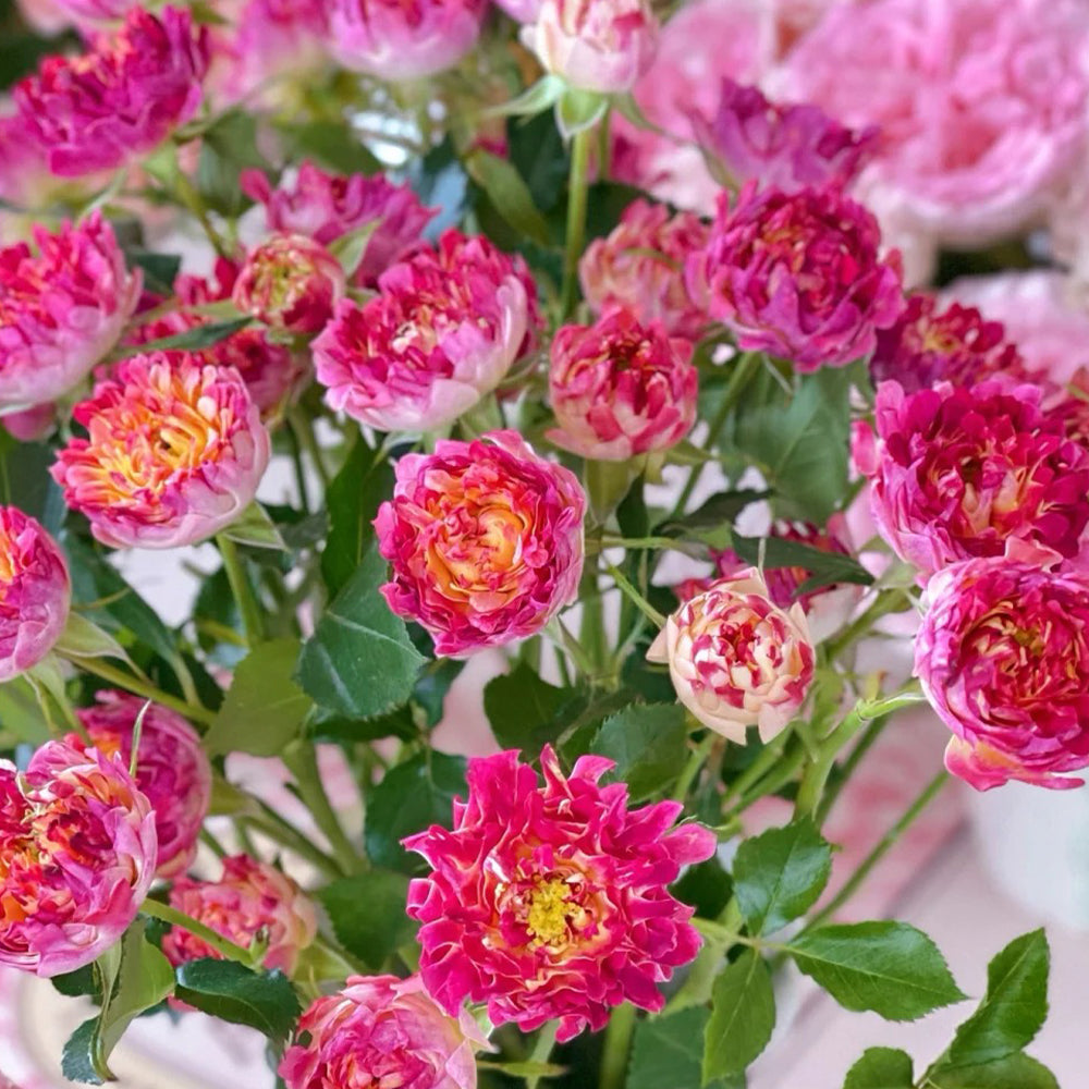 Dutch Florist Shrub Rose Inspired by Lotus