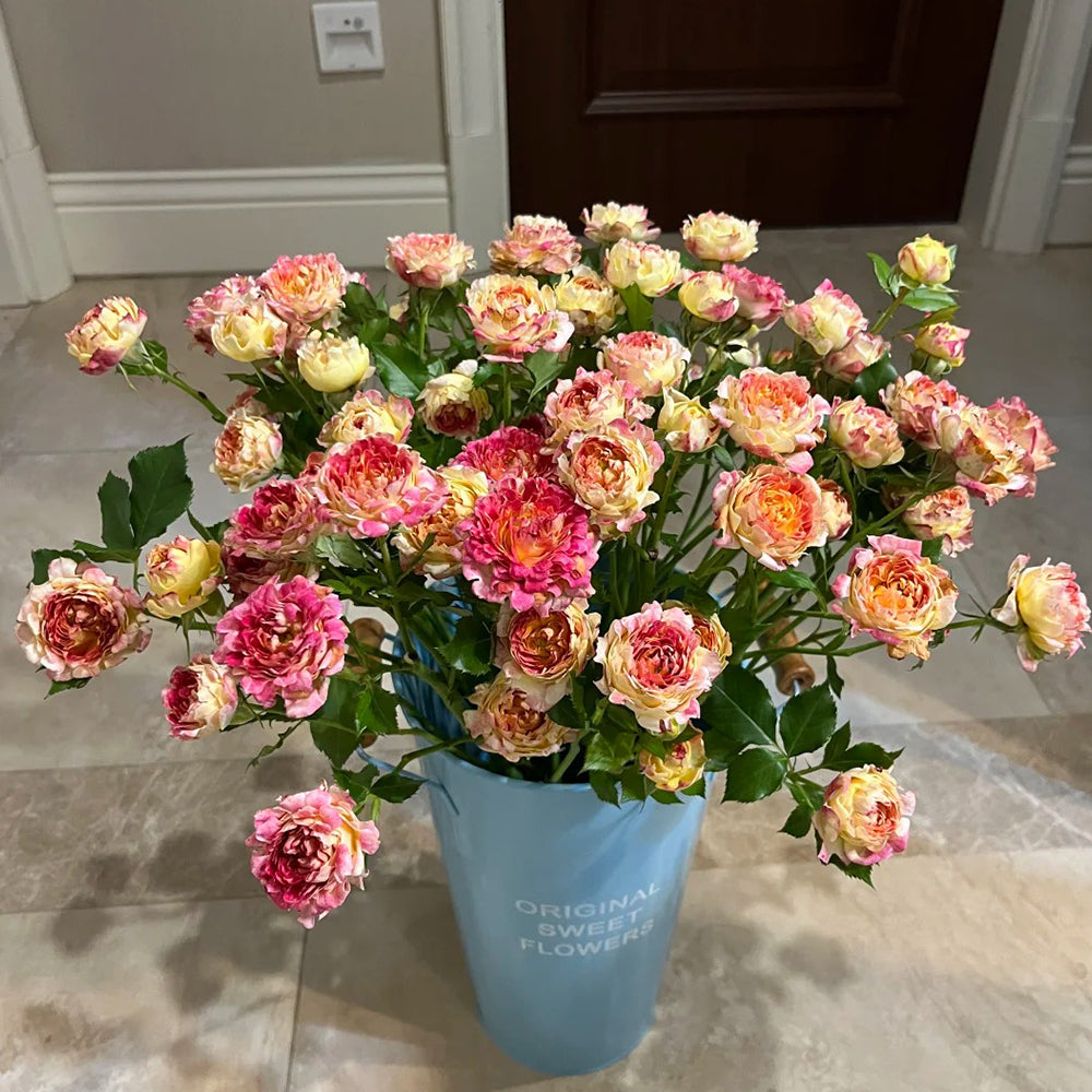 Dutch Florist Shrub Rose Inspired by Lotus