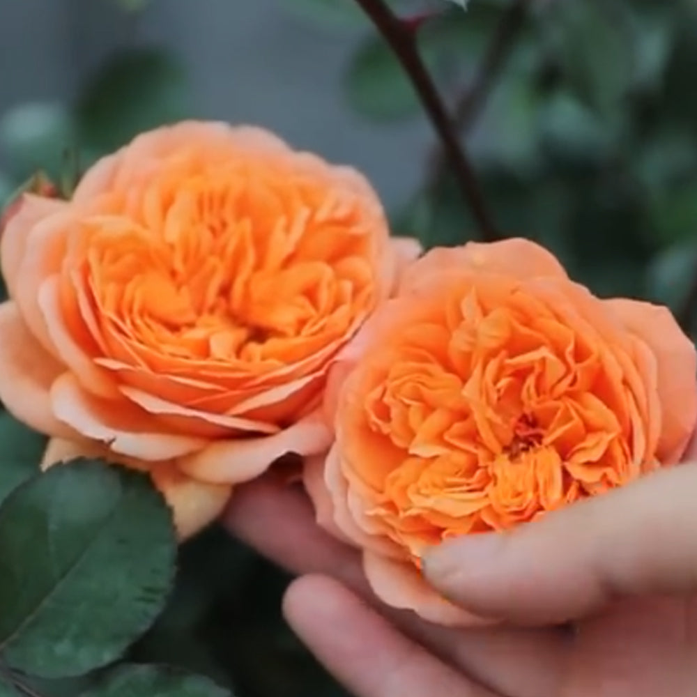 Louise Clements US Florist Shrub Rose