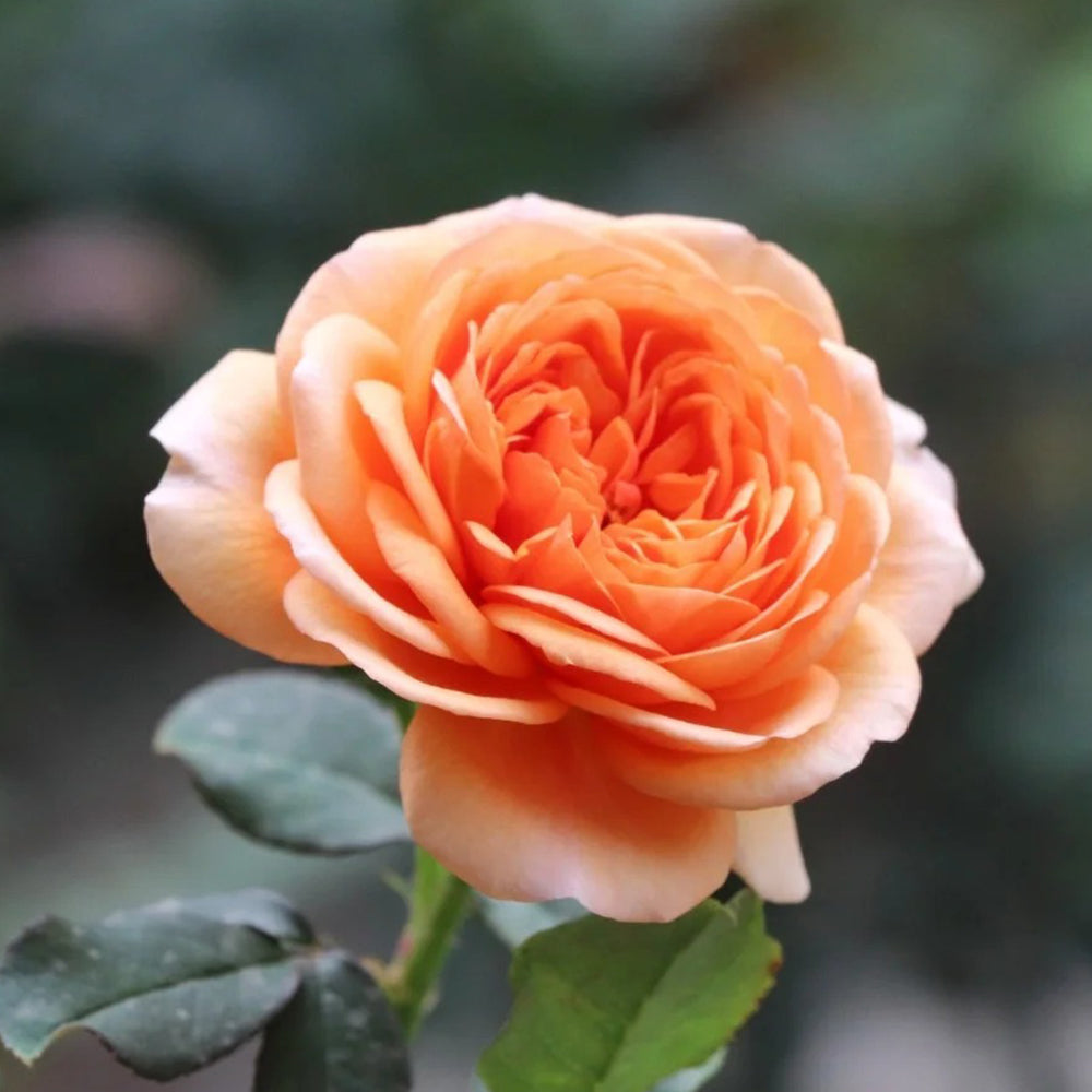 Louise Clements US Florist Shrub Rose