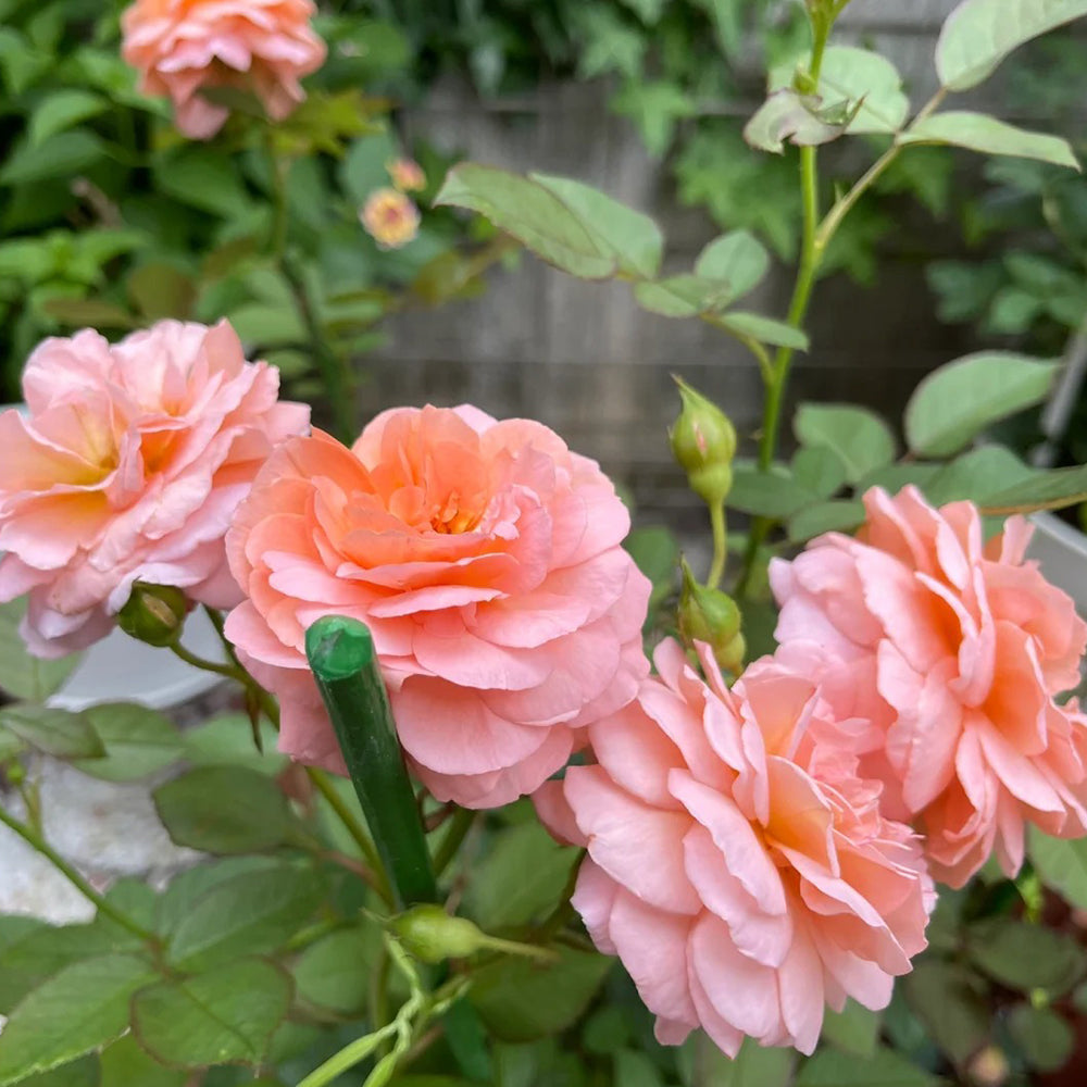 Louise Clements US Florist Shrub Rose