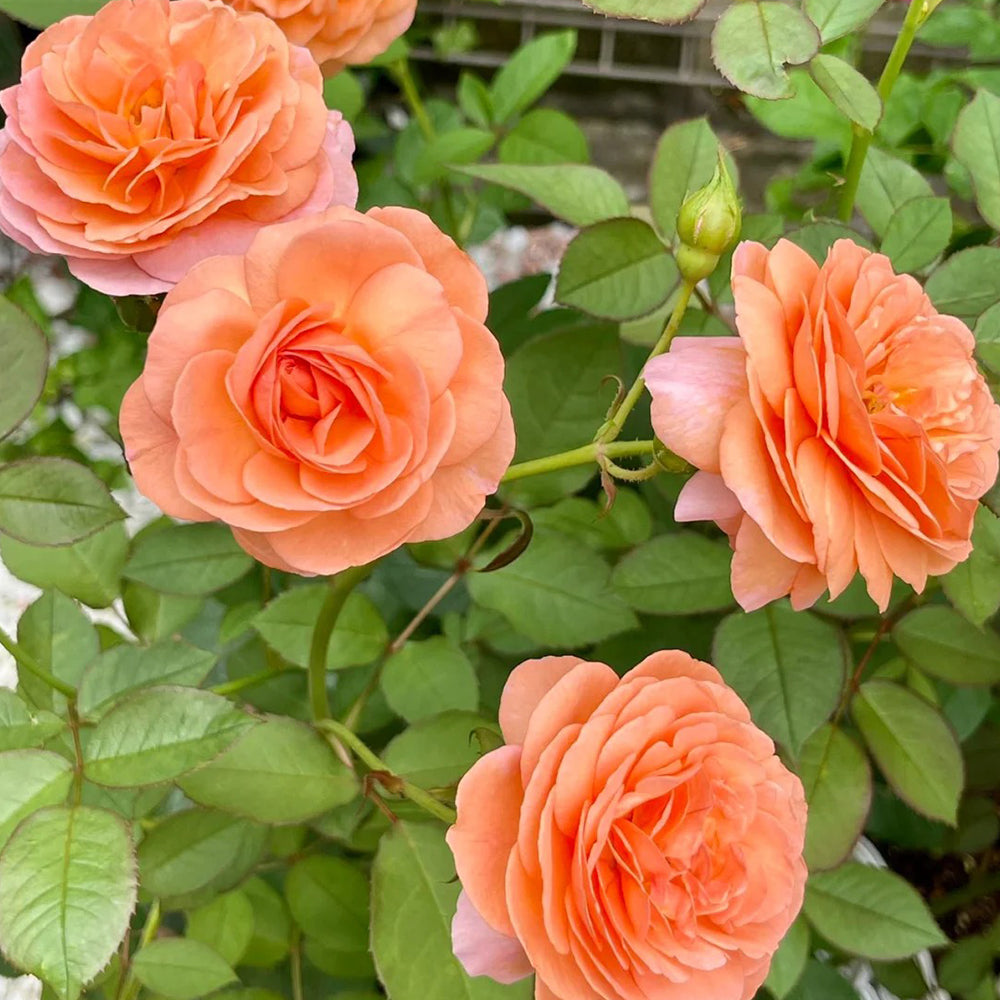 Louise Clements US Florist Shrub Rose