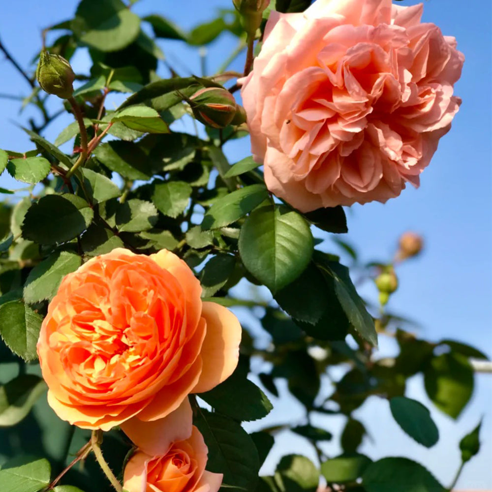 Louise Clements US Florist Shrub Rose