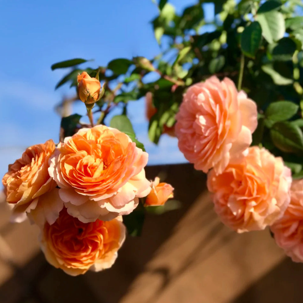 Louise Clements US Florist Shrub Rose