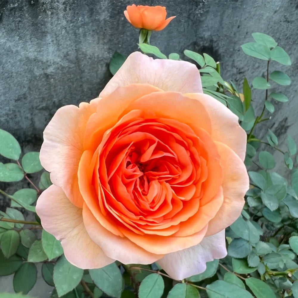 Louise Clements US Florist Shrub Rose