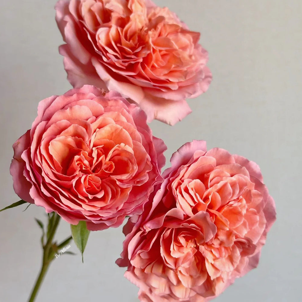 Louise Clements US Florist Shrub Rose