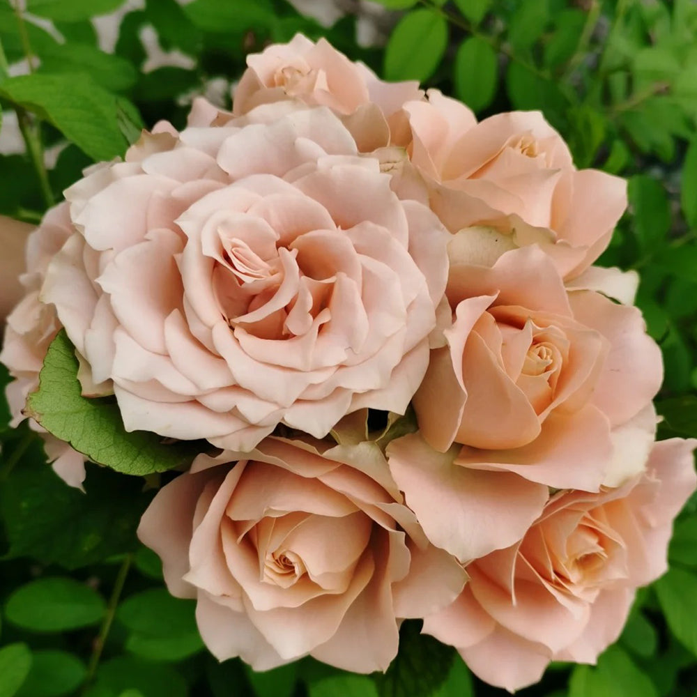 Love Song Japanese Florist Shrub Rose