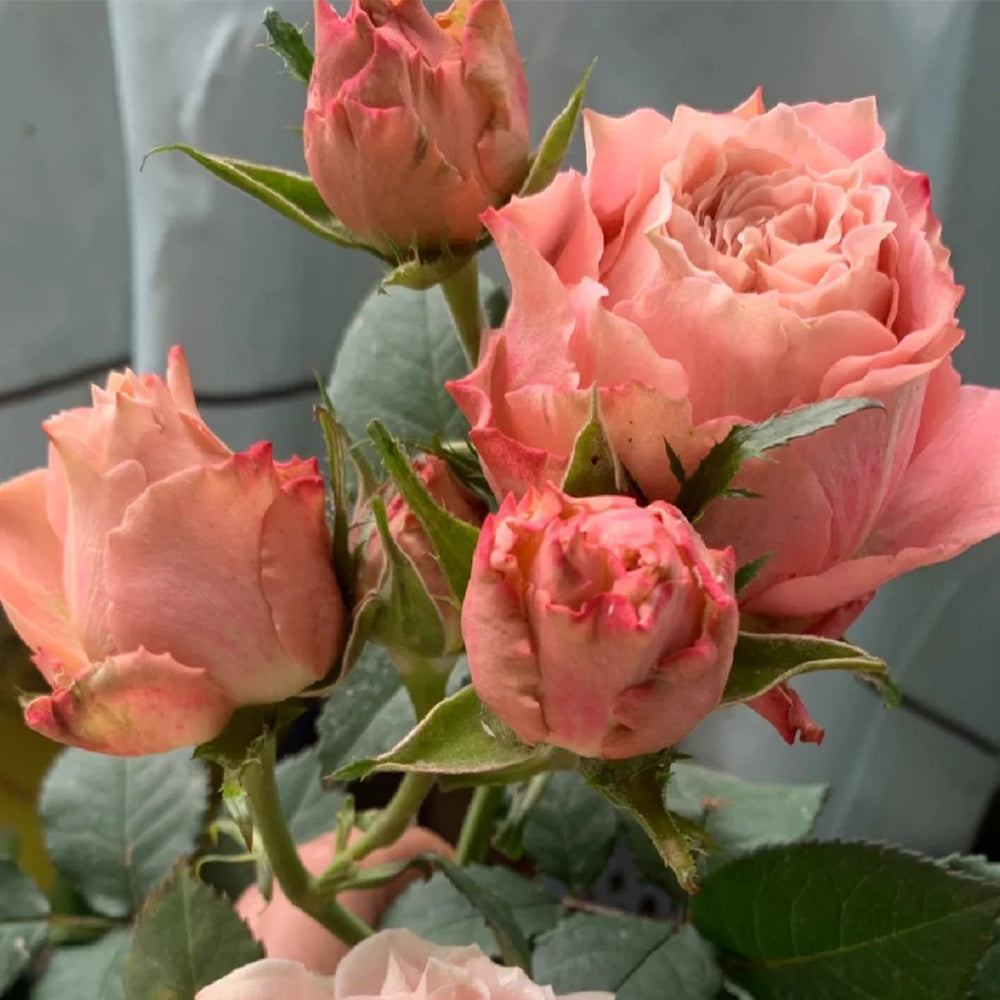 Love Song Japanese Florist Shrub Rose