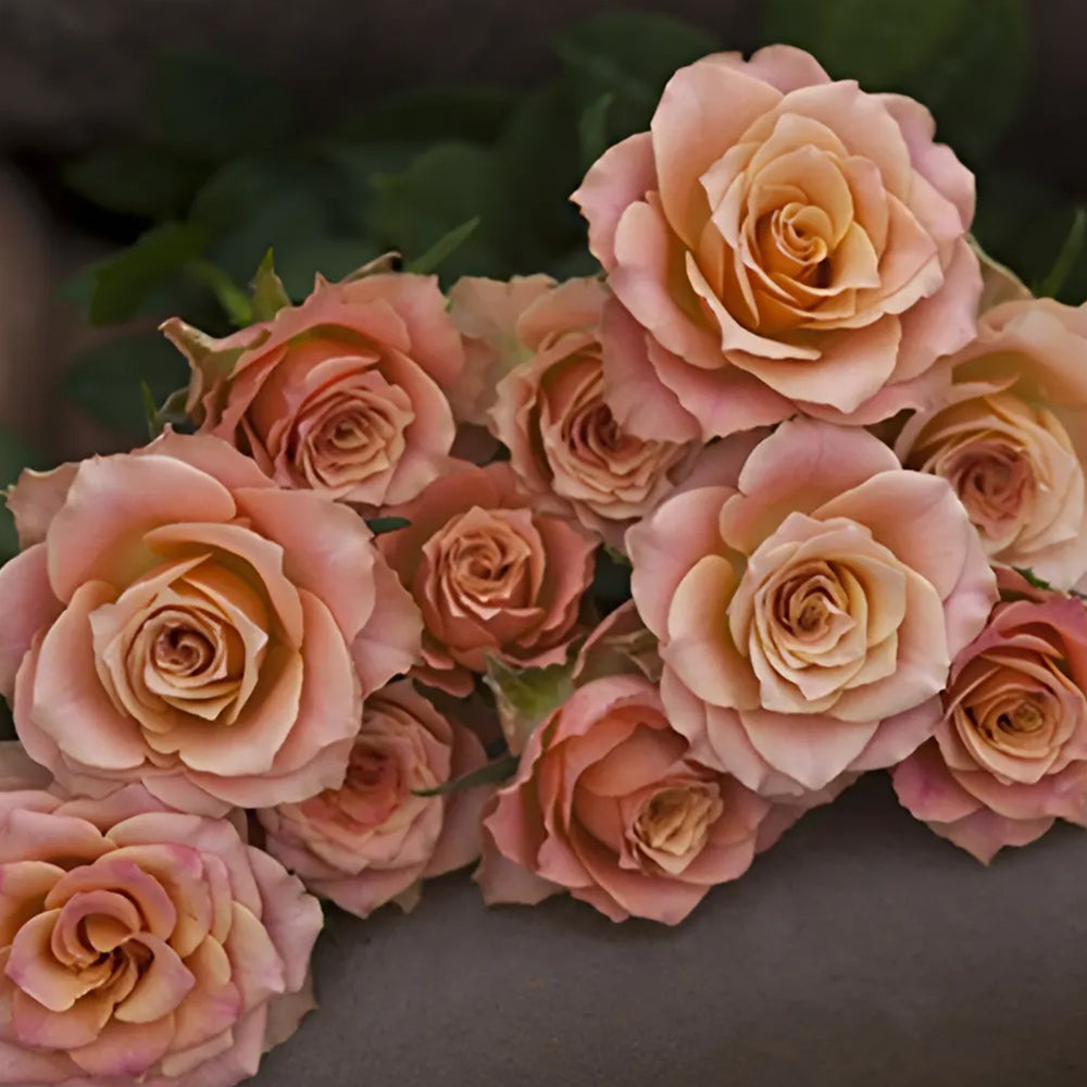 Love Song Japanese Florist Shrub Rose