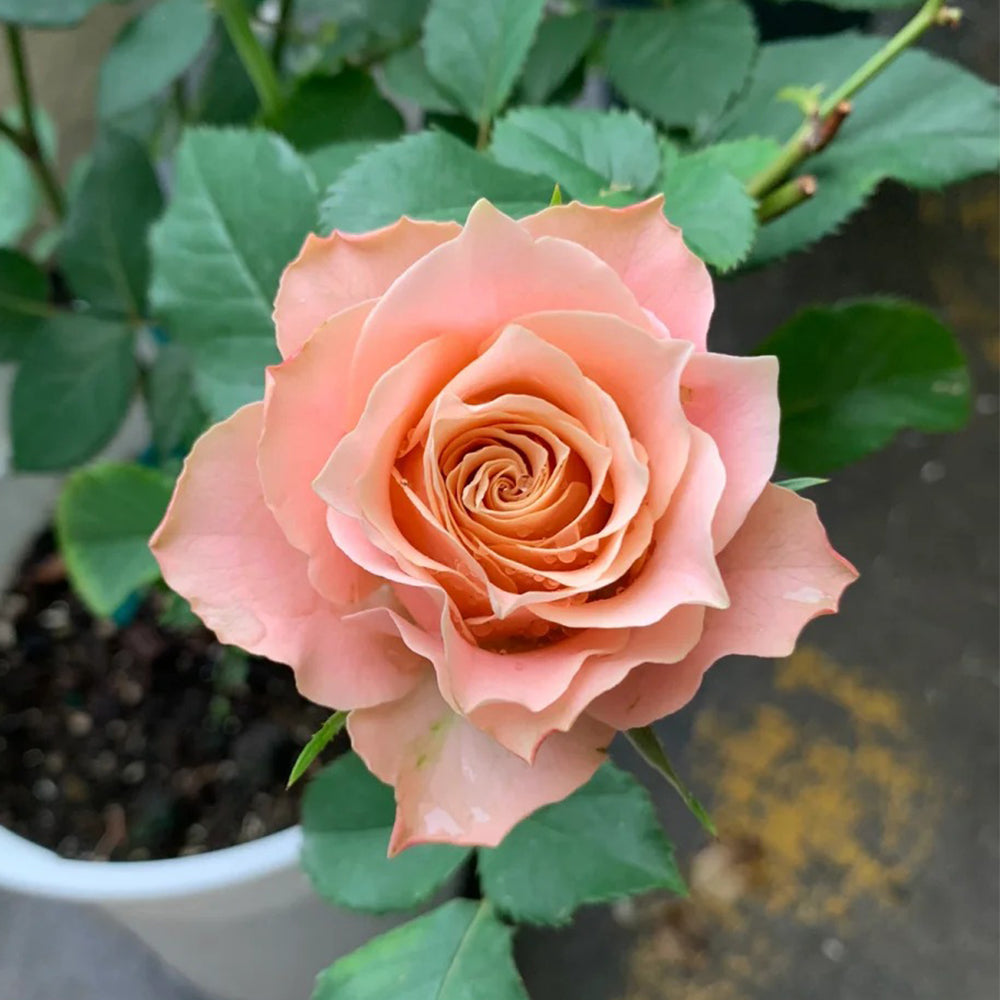 Love Song Japanese Florist Shrub Rose