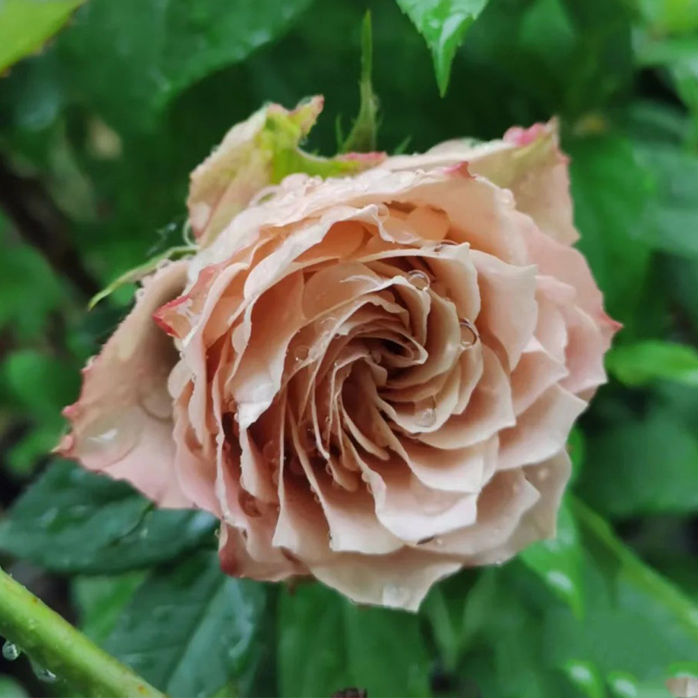 Love Song Japanese Florist Shrub Rose
