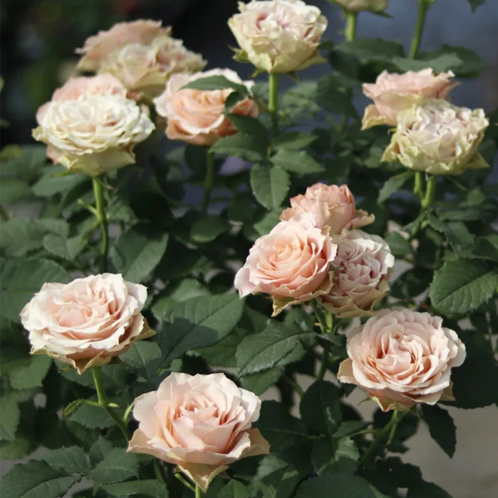 Love Song Japanese Florist Shrub Rose