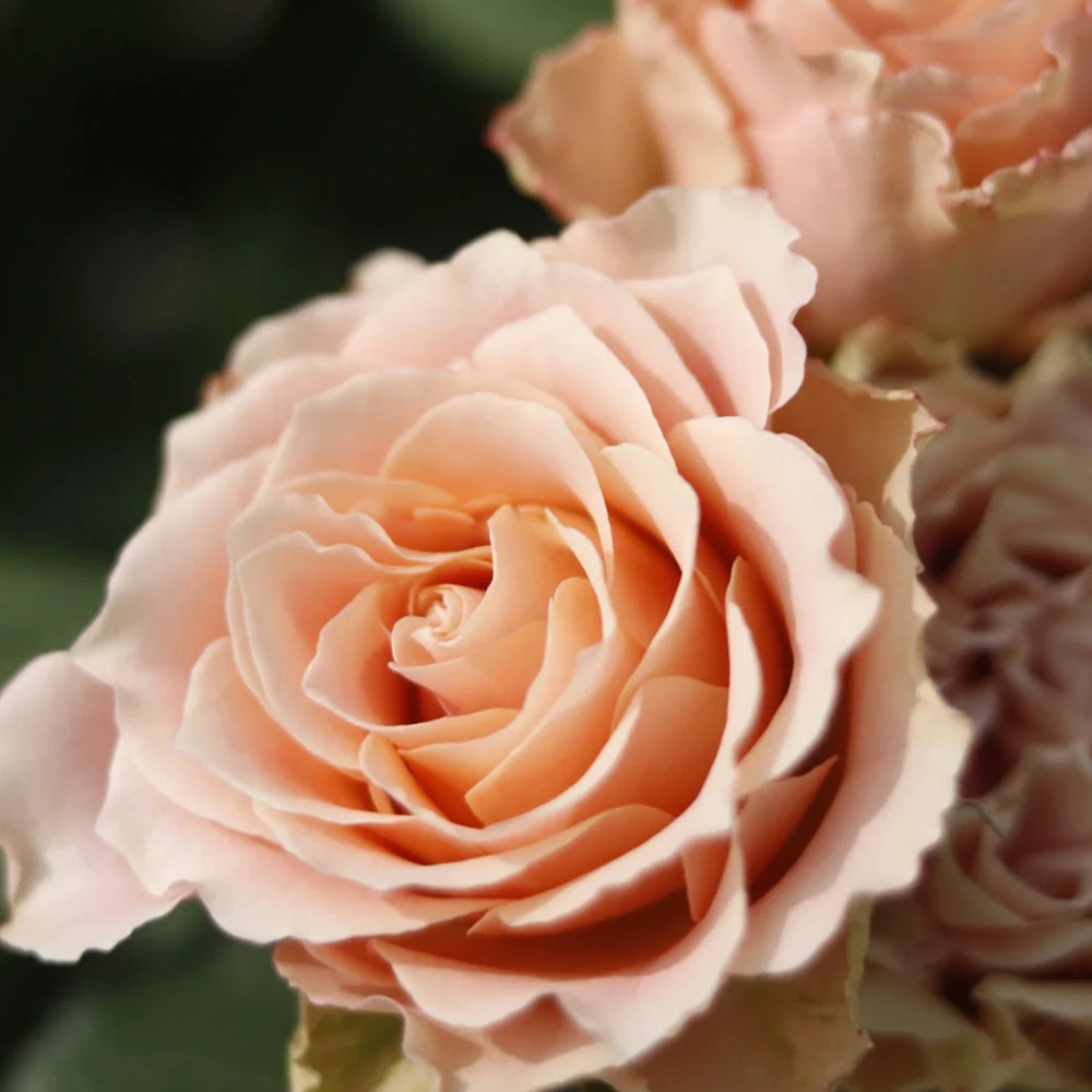 Love Song Japanese Florist Shrub Rose