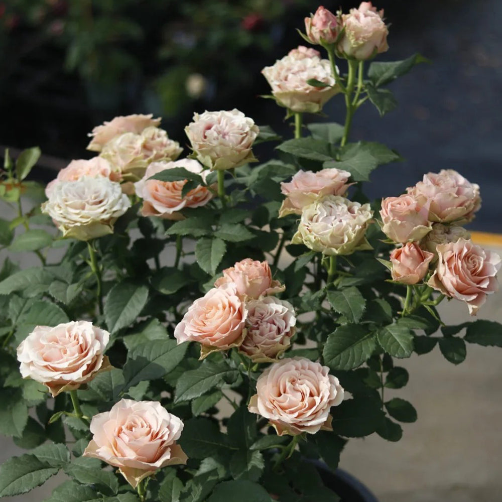 Love Song Japanese Florist Shrub Rose