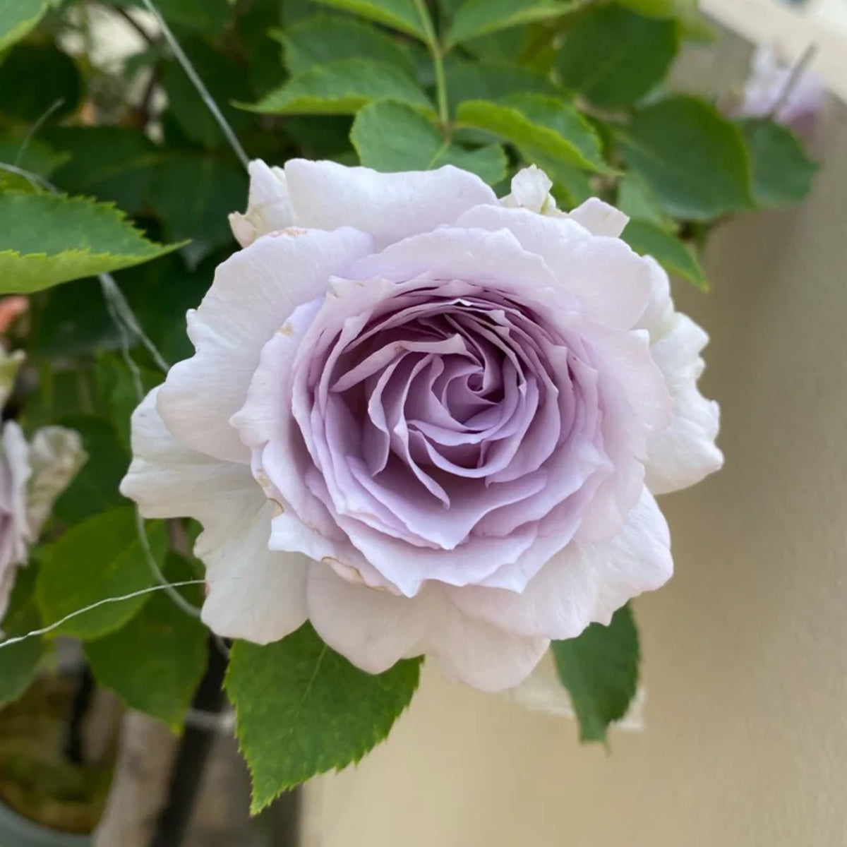 Lucifer Japanese Florist Shrub Rose