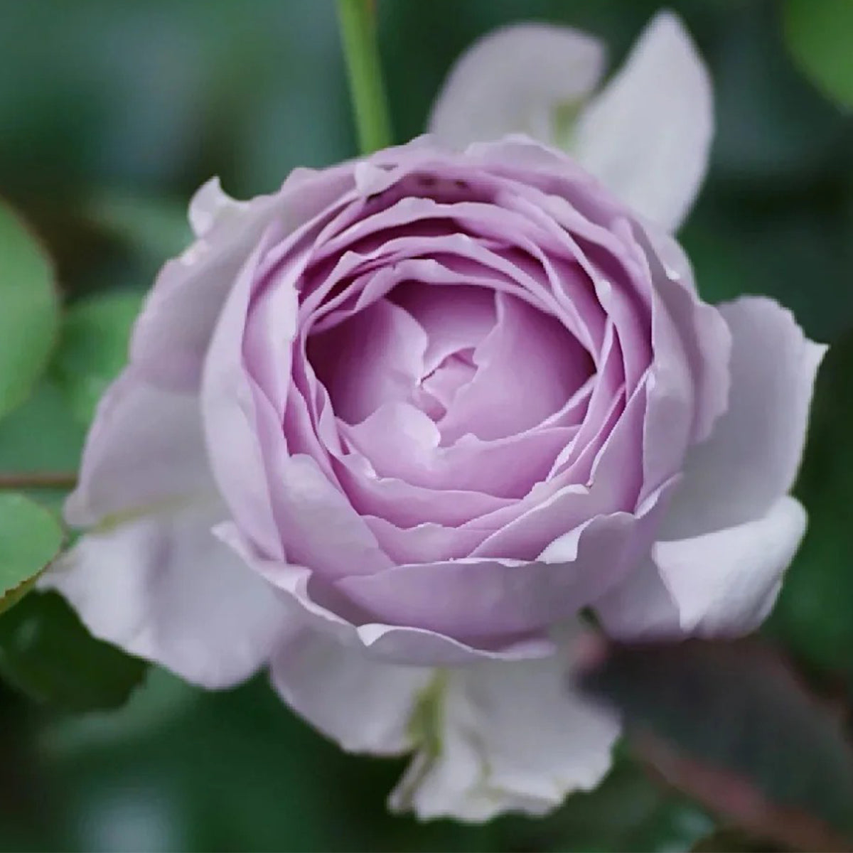 Lucifer Japanese Florist Shrub Rose