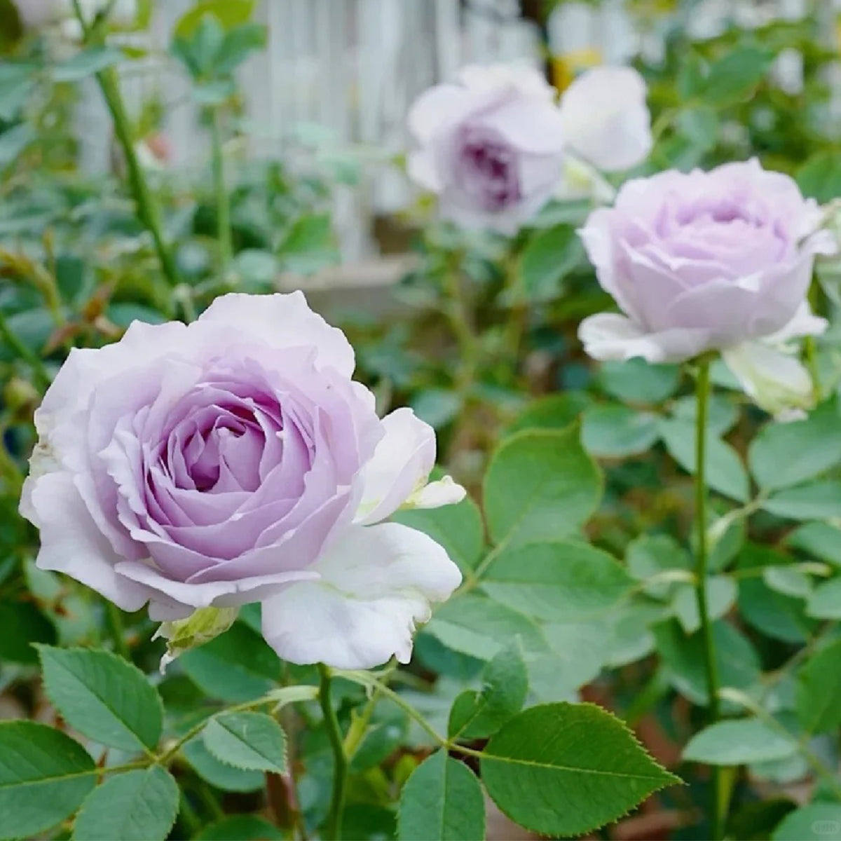 Lucifer Japanese Florist Shrub Rose