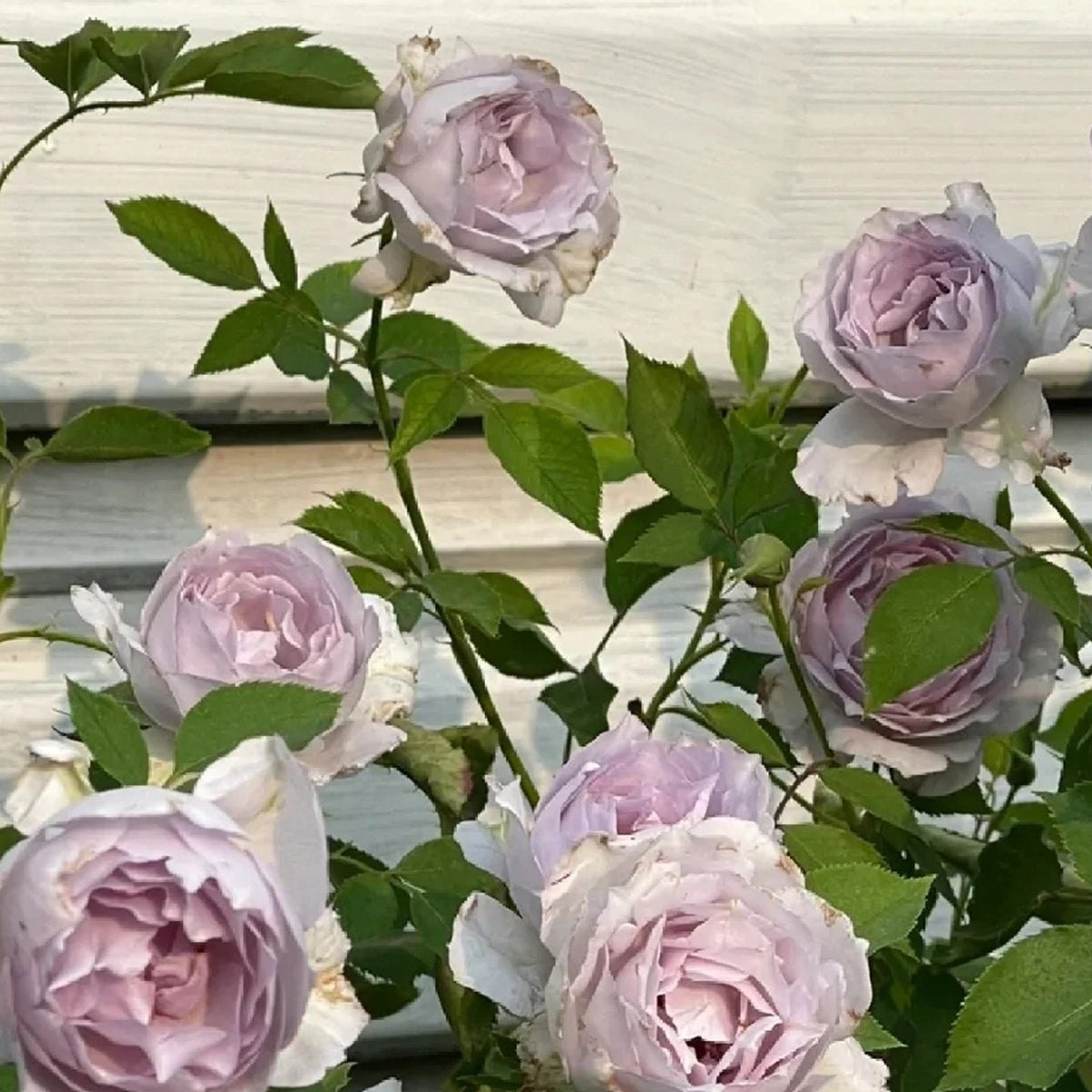Lucifer Japanese Florist Shrub Rose