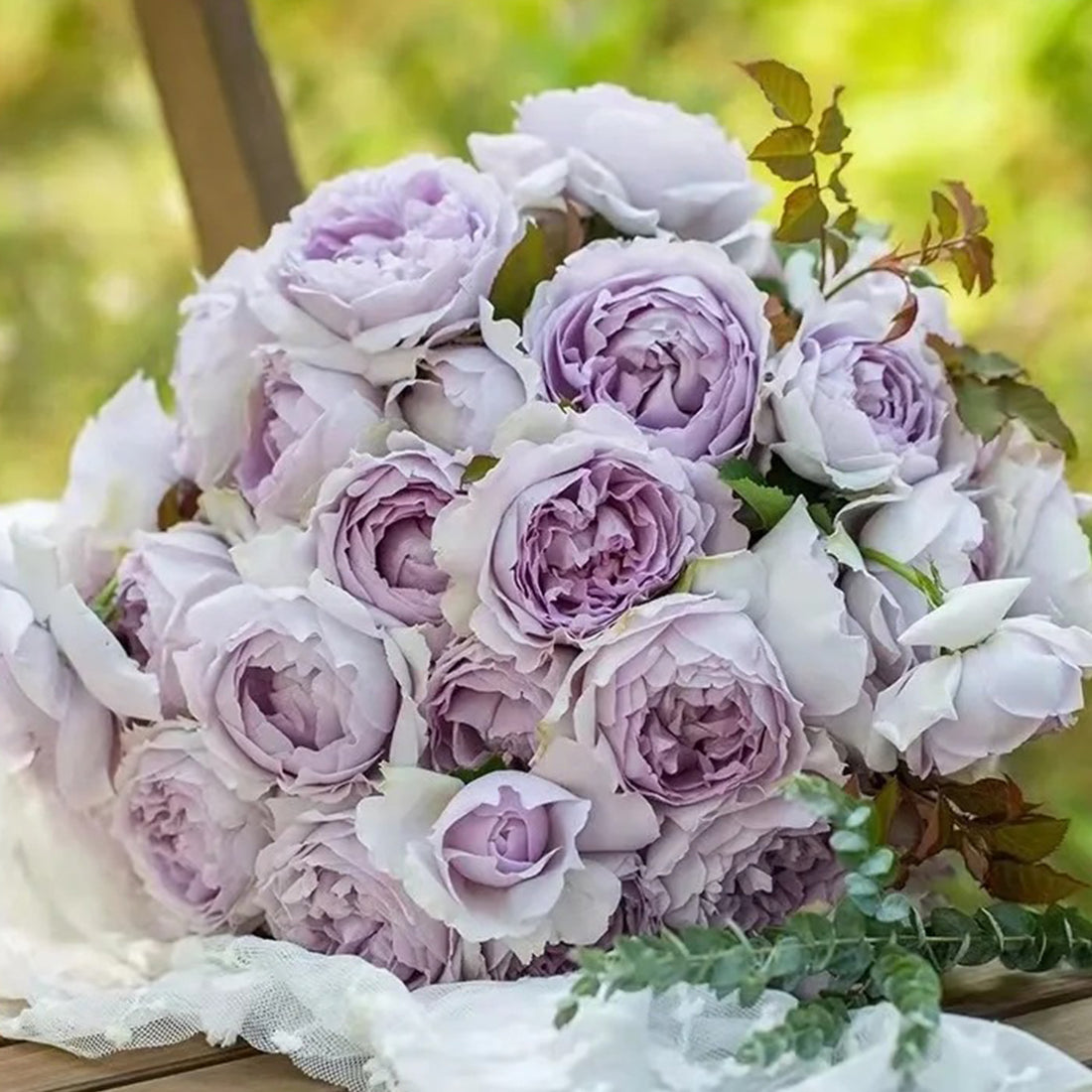 Lucifer Japanese Florist Shrub Rose