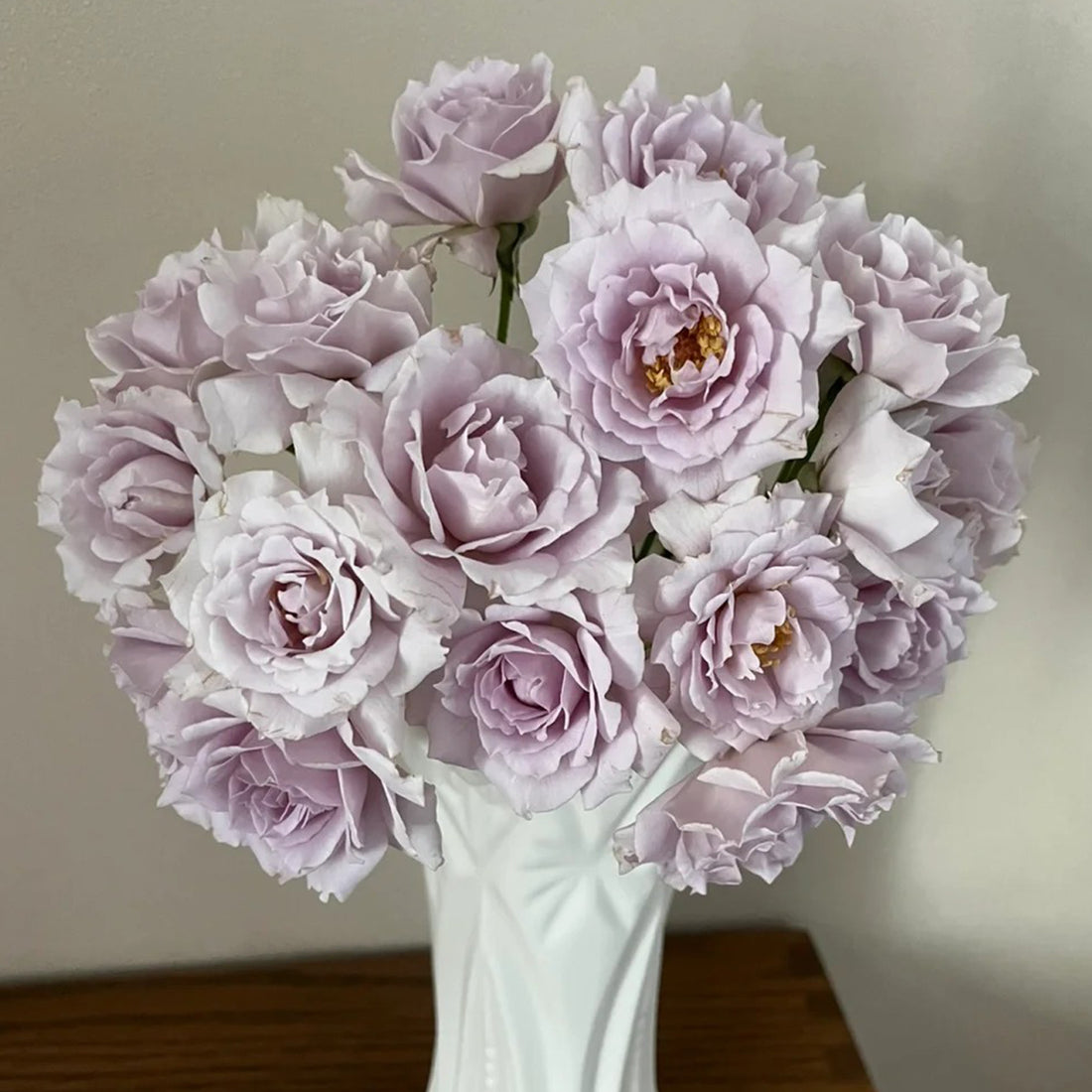 Lucifer Japanese Florist Shrub Rose