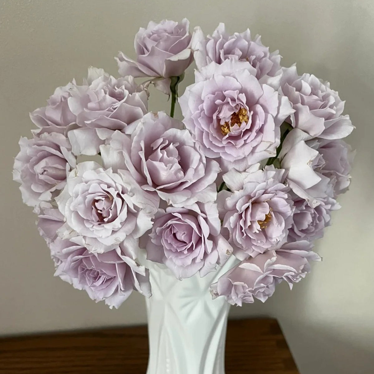 Lucifer Japanese Florist Shrub Rose