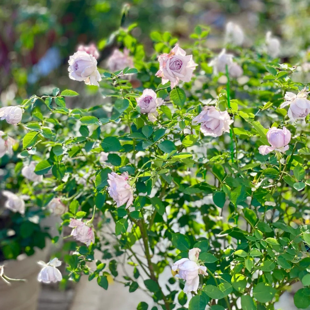 Lucifer Japanese Florist Shrub Rose