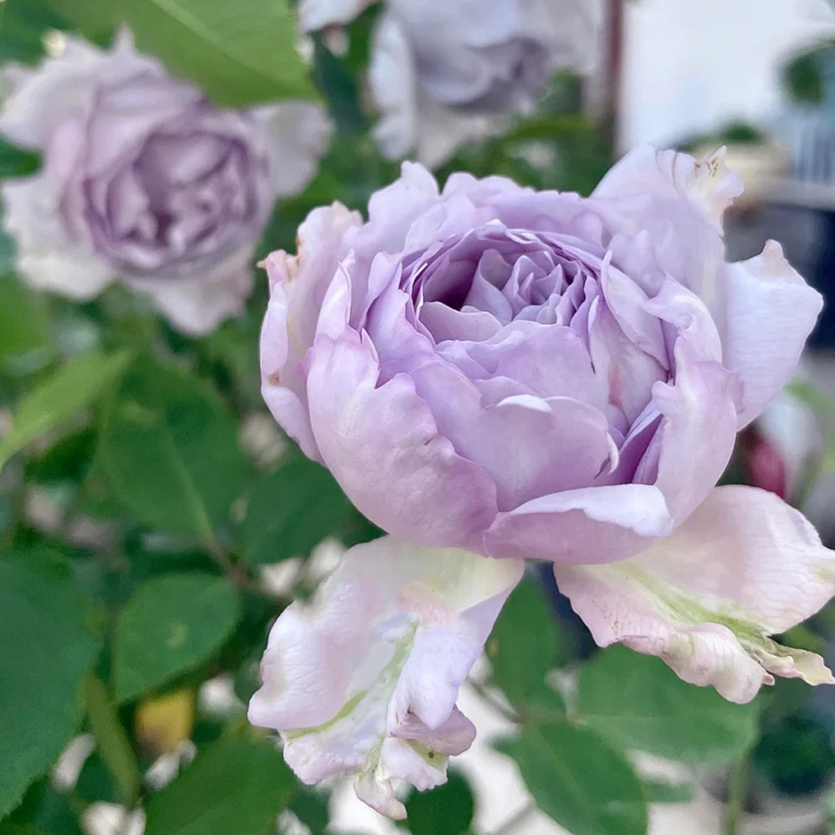 Lucifer Japanese Florist Shrub Rose