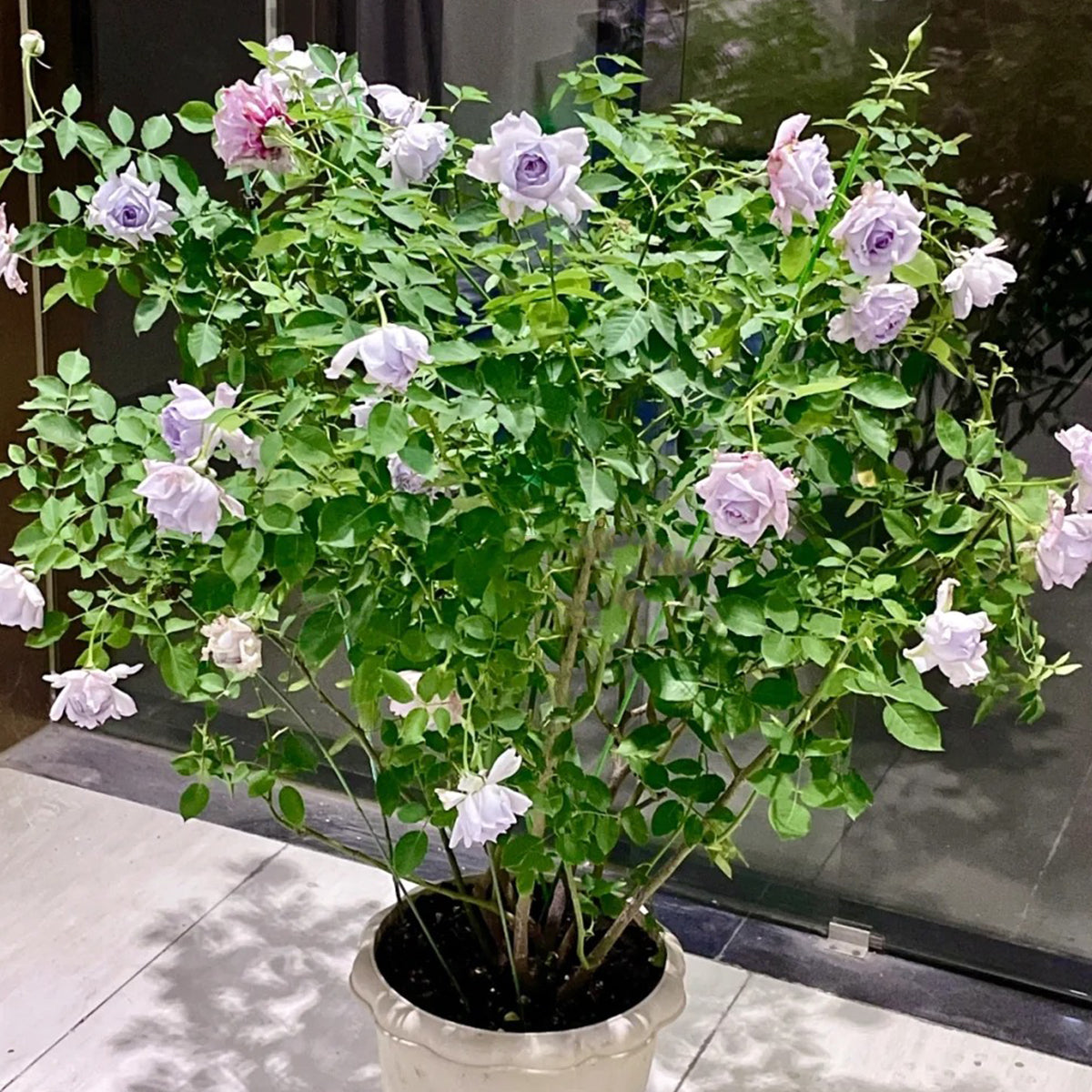 Lucifer Japanese Florist Shrub Rose