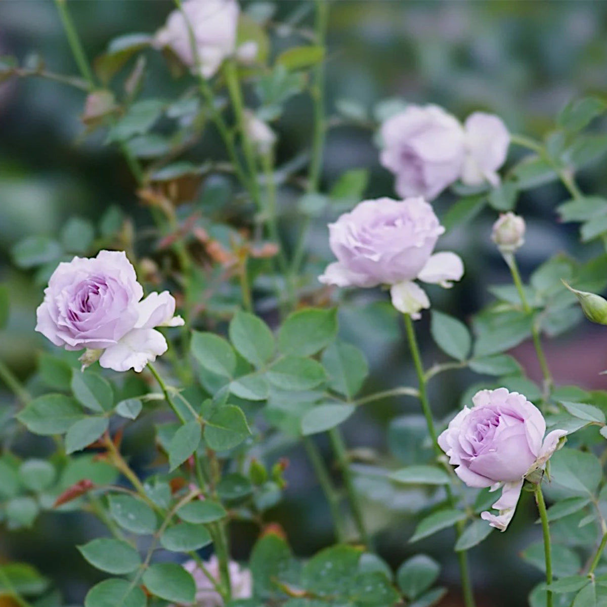 Lucifer Japanese Florist Shrub Rose