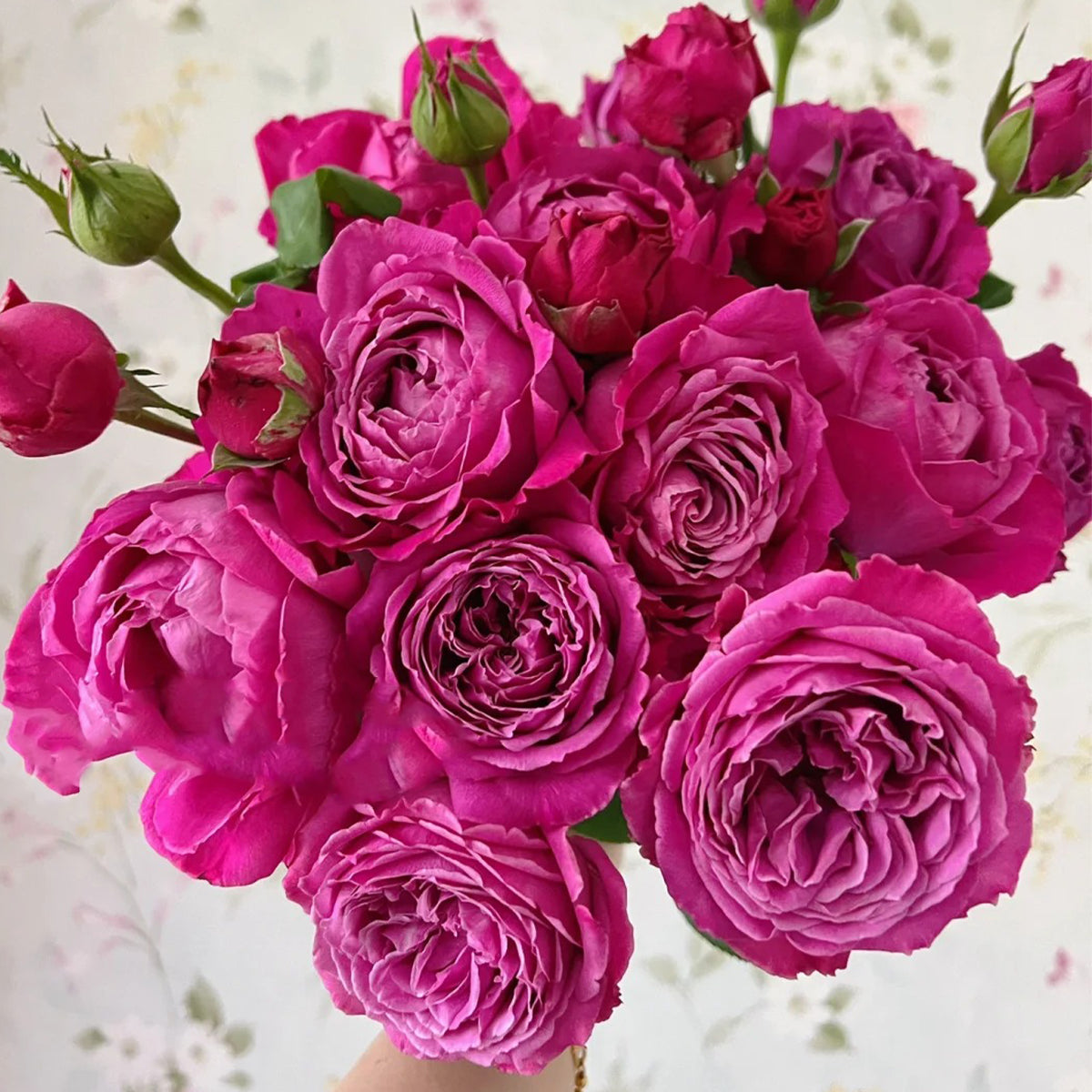 M-Nostalgic Elegance Japanese Florist Shrub Rose