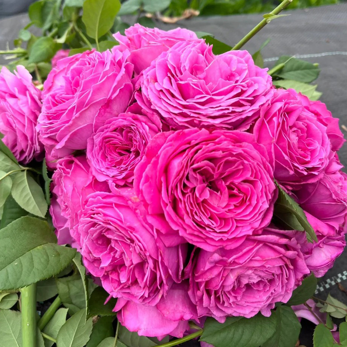 M-Nostalgic Elegance Japanese Florist Shrub Rose