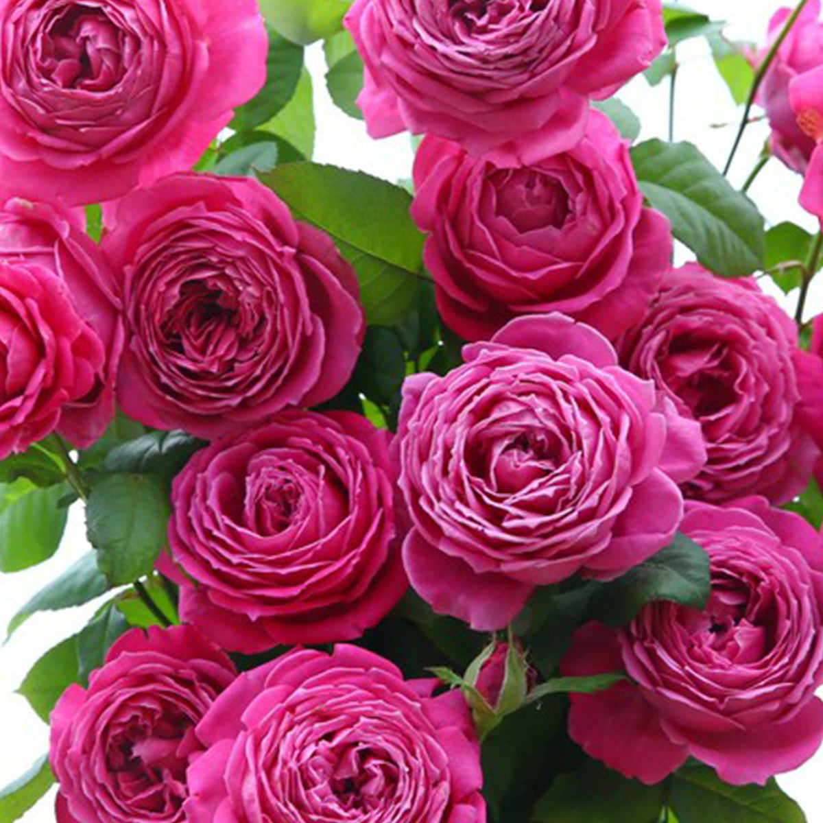 M-Nostalgic Elegance Japanese Florist Shrub Rose