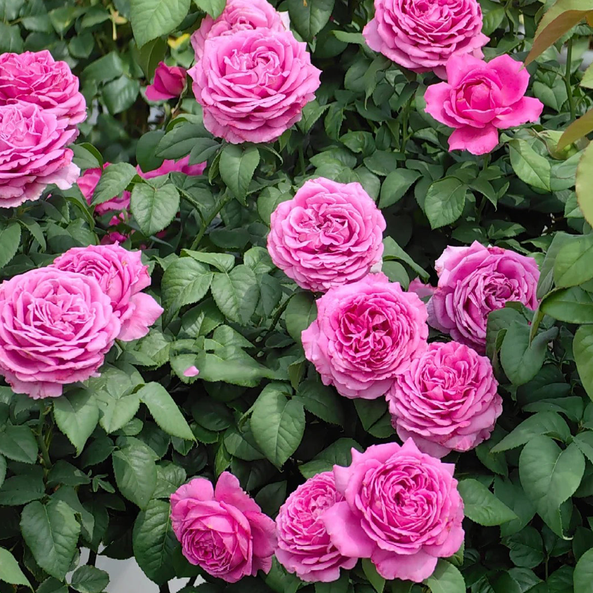 M-Nostalgic Elegance Japanese Florist Shrub Rose