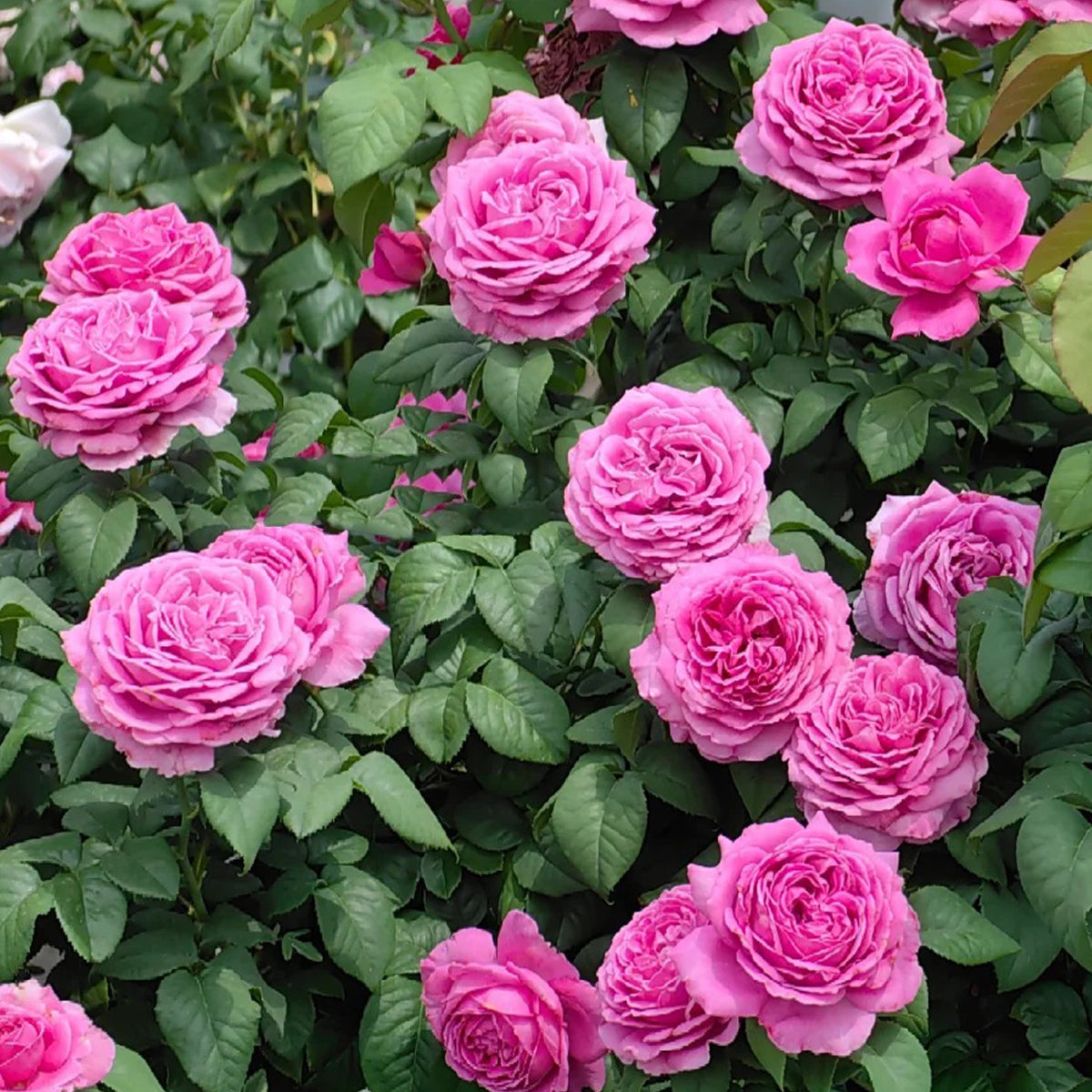 M-Nostalgic Elegance Japanese Florist Shrub Rose