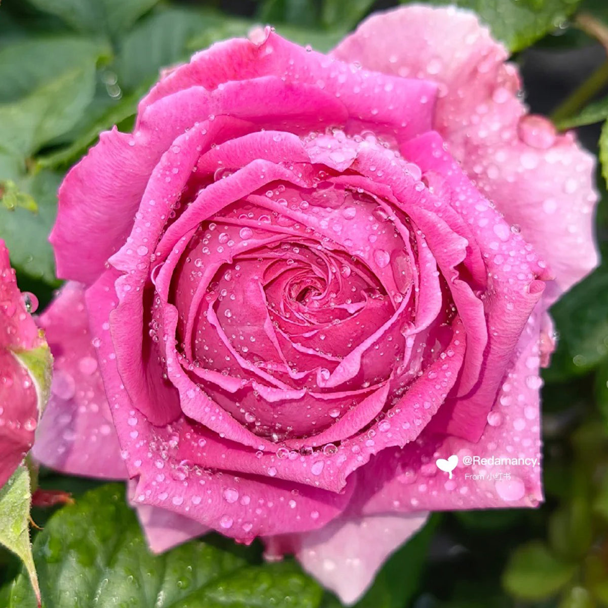 M-Nostalgic Elegance Japanese Florist Shrub Rose