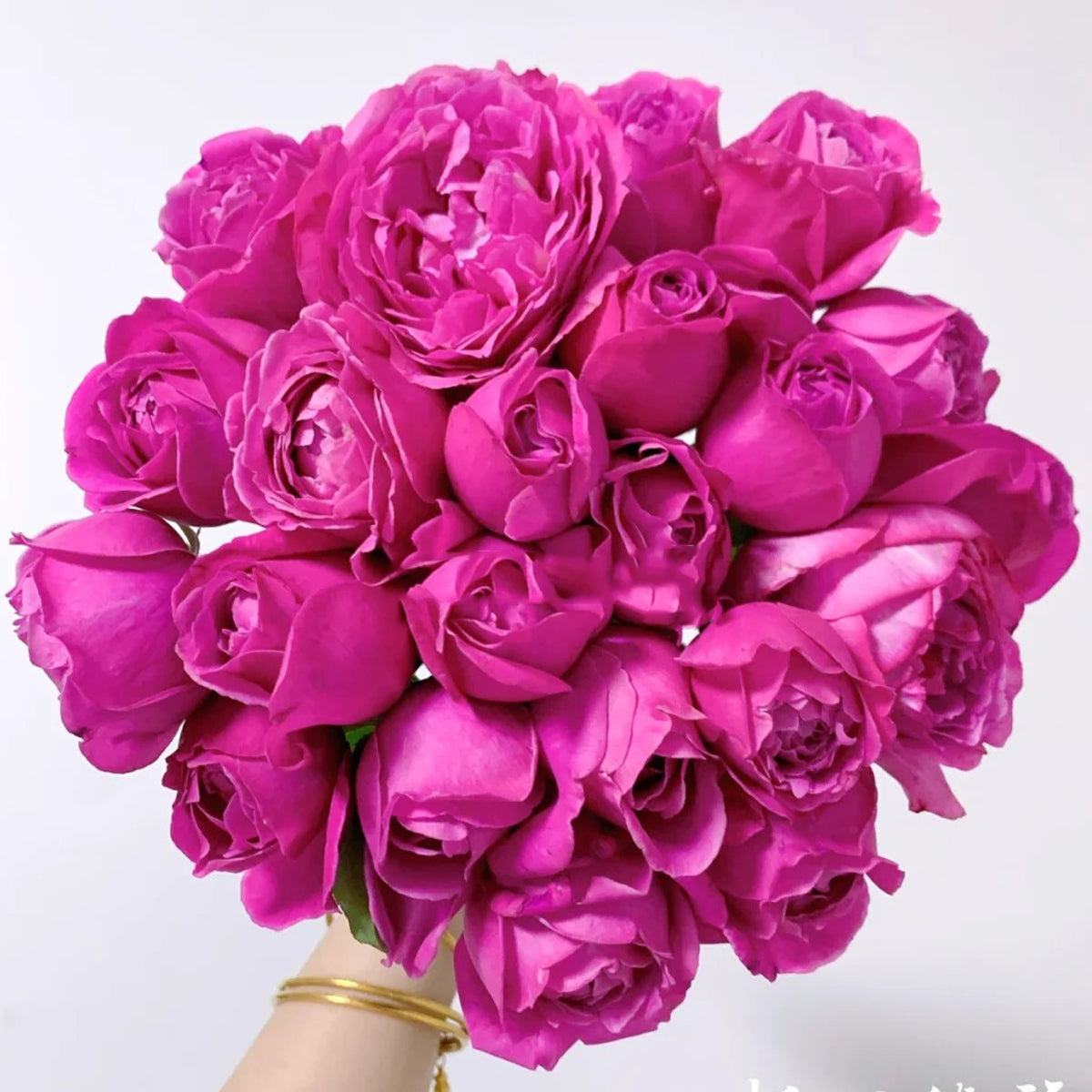 M-Nostalgic Elegance Japanese Florist Shrub Rose