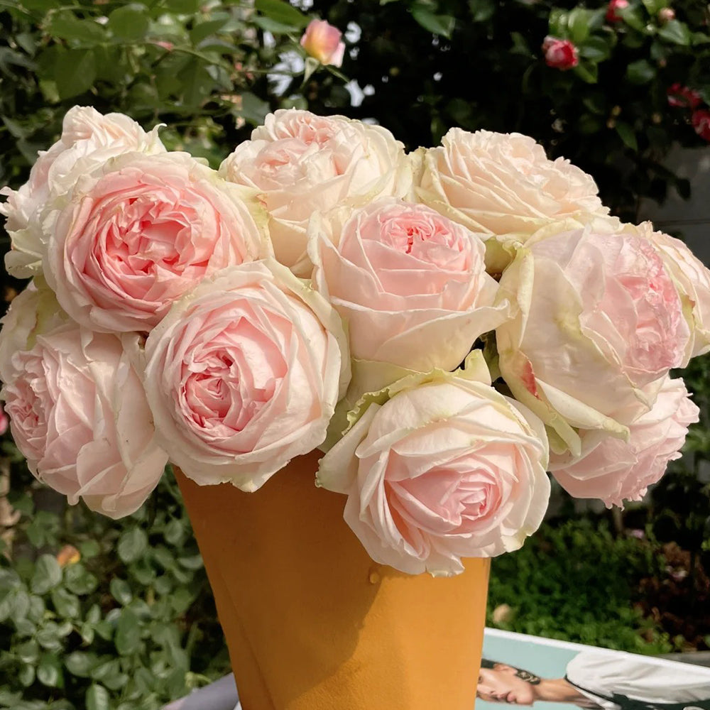M-Nostalgic Romance Japanese Florist Shrub Rose