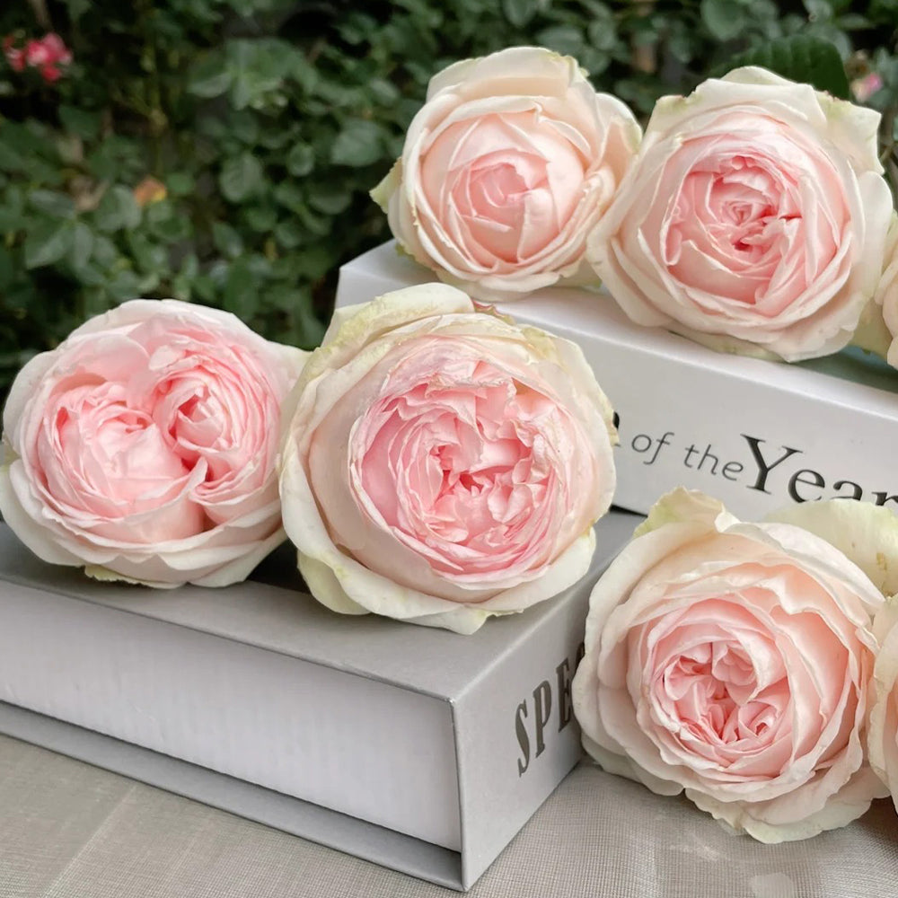 M-Nostalgic Romance Japanese Florist Shrub Rose