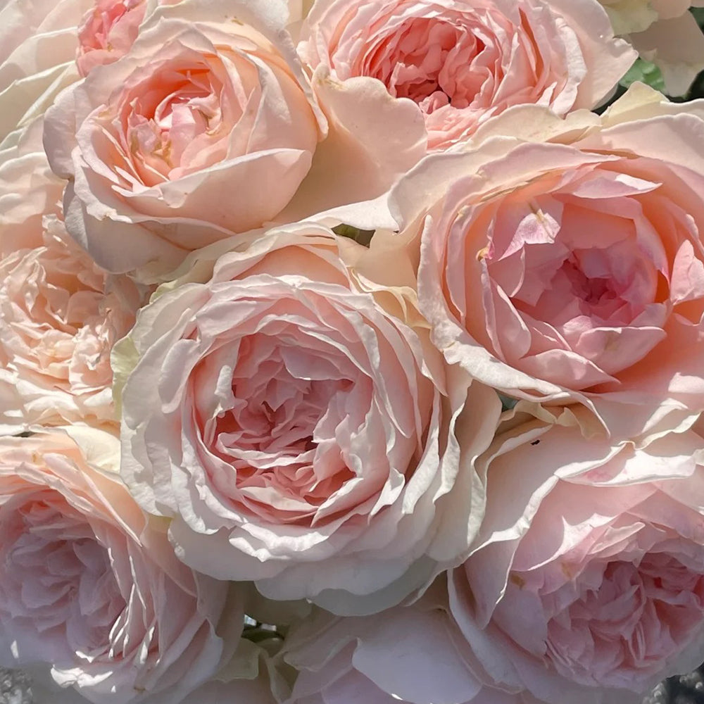 M-Nostalgic Romance Japanese Florist Shrub Rose